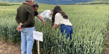 Aspiring female farmers and trainers evaluate a wheat variety in Armenia